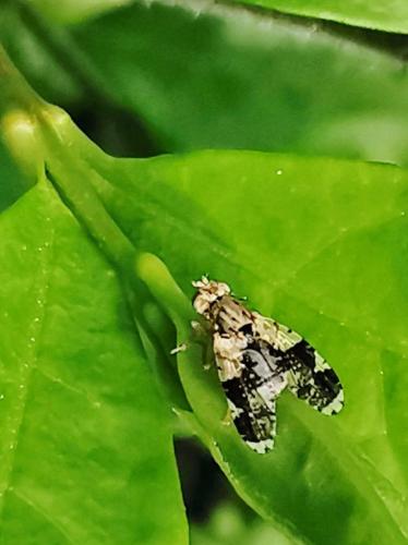 Réf. 333 872 : Tephritis formosa